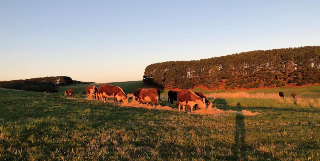 Daysy Hill Country Cottages Port Campbell Exteriér fotografie